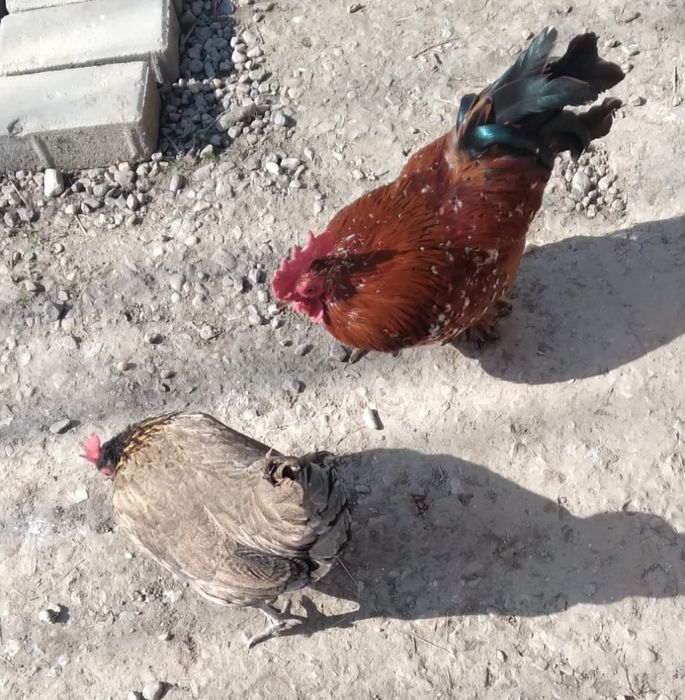 Ouă incubat găini pitice
