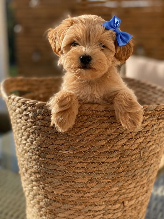 Maltipoo poodle mini toy