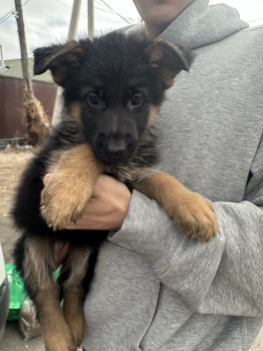 Немецкя овчарка щенки