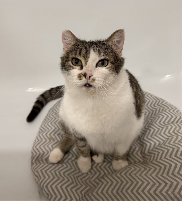 Жора, крупный и здоровый котэ :)