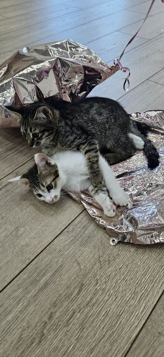 Котенок мальчик 2 месяца
