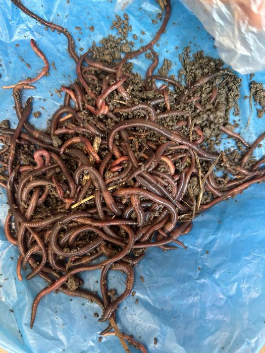 Vand rame rosii si lipitori de canal de dambovita pt pescuit