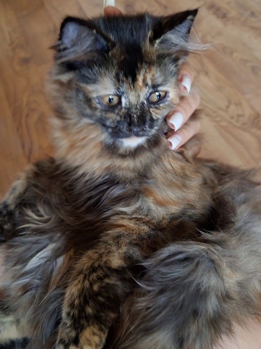 котёнокккккккккк