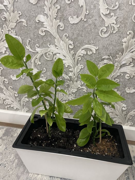 Комнатные растение