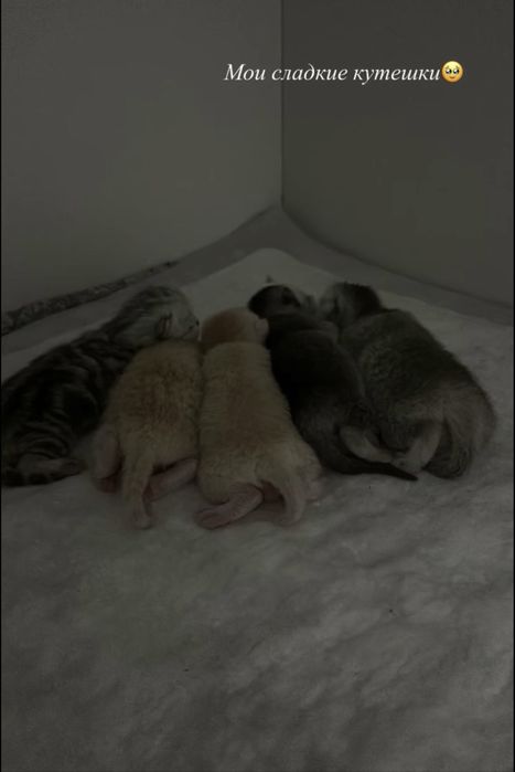 Кот на вязку британский торг имеется