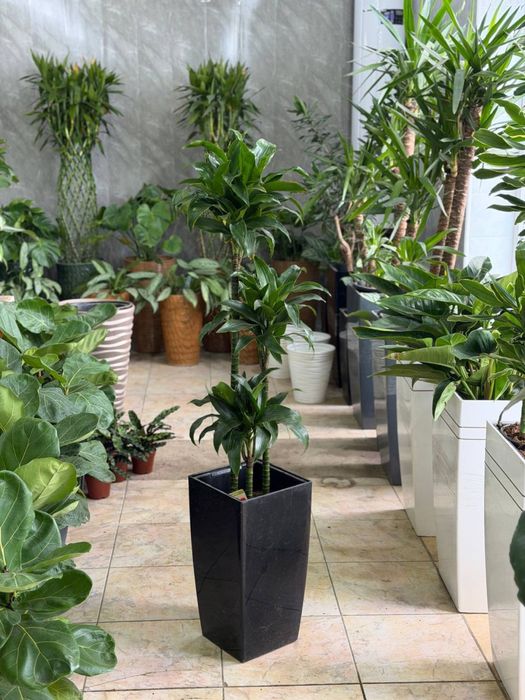 Живые растения в горшках для офиса ресторана и дома