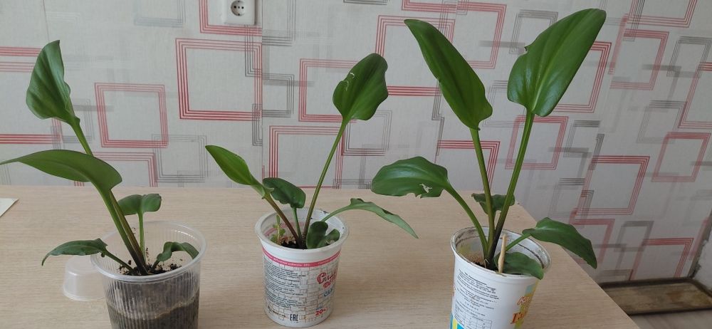 Продам цветы комнатные