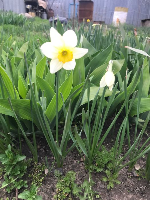 Нарциссы  и Тюльпаны на срез  белые.