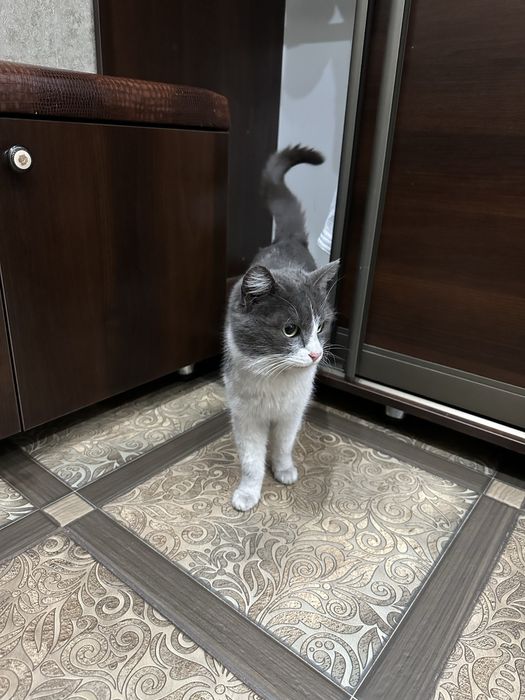 Найдена молодая кошка