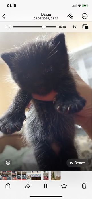 Котят в добрые руки