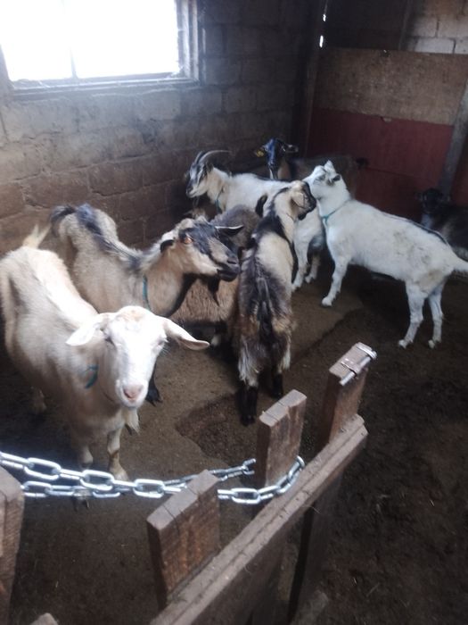 Продам коз не дорого