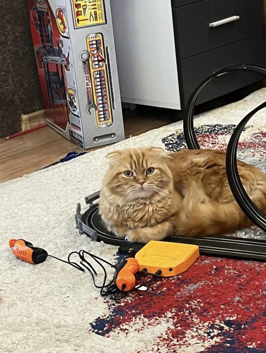 Мъжко британско коте разцветка Таби