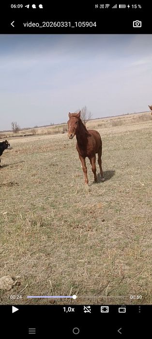 Молодой жеребчик