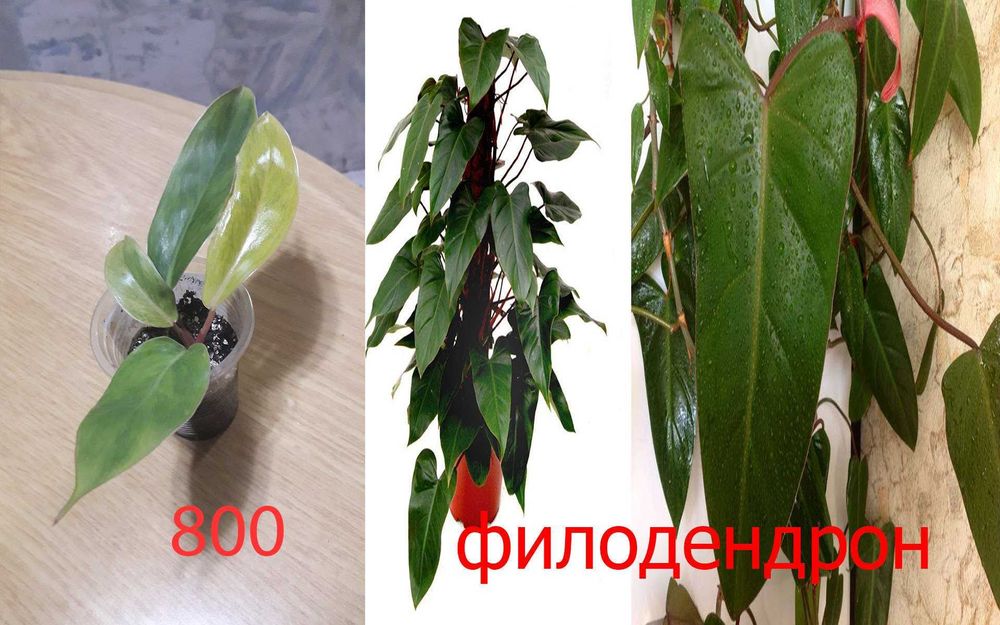 Комнатные  цветы