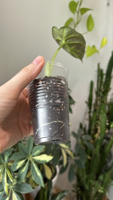 Алоказия регал шилдс