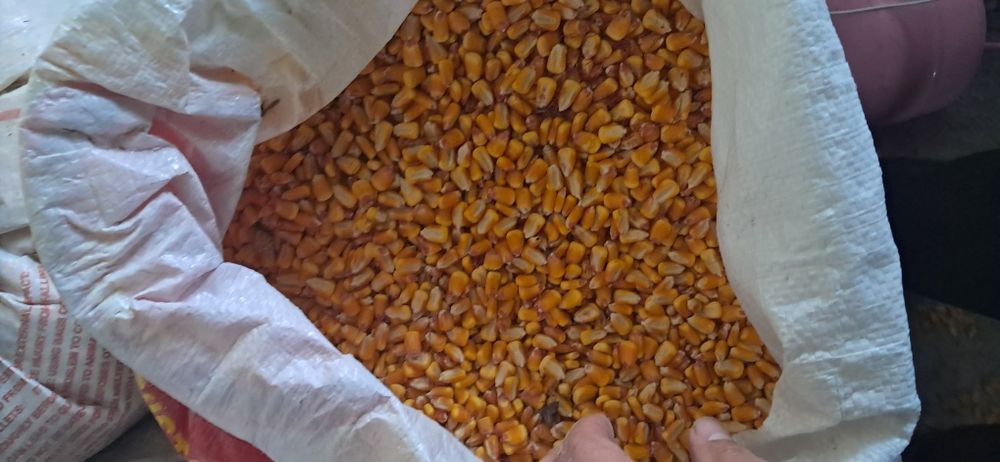 Макка жухори сотилади