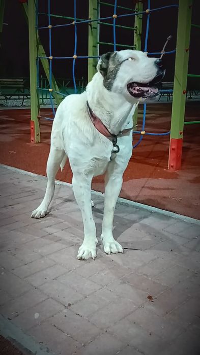 Алапар 1 жас 3ай