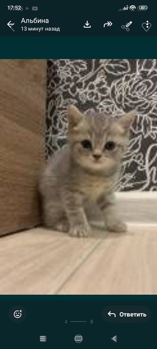 Шотлански котята1,5. Приучены.