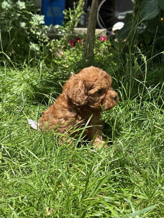 Пудел Той/Poodle Toy