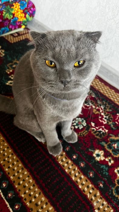scottish fold mushu