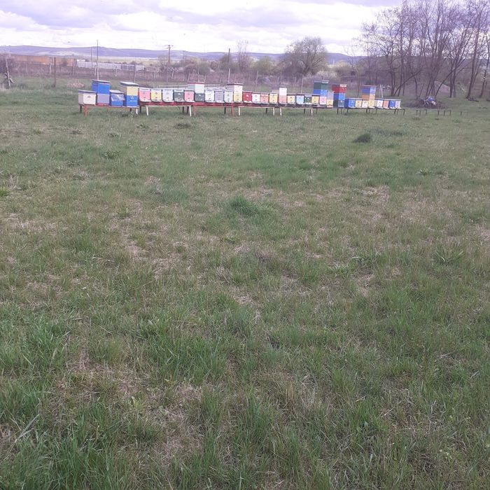 Familii albine (stupi)