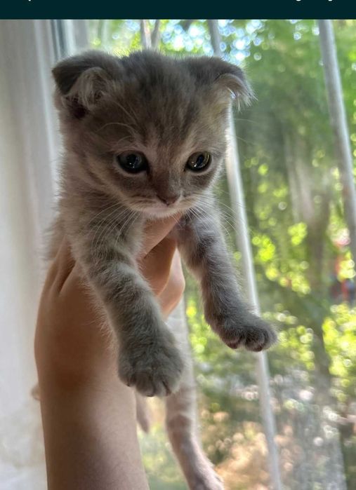 Котенок продается