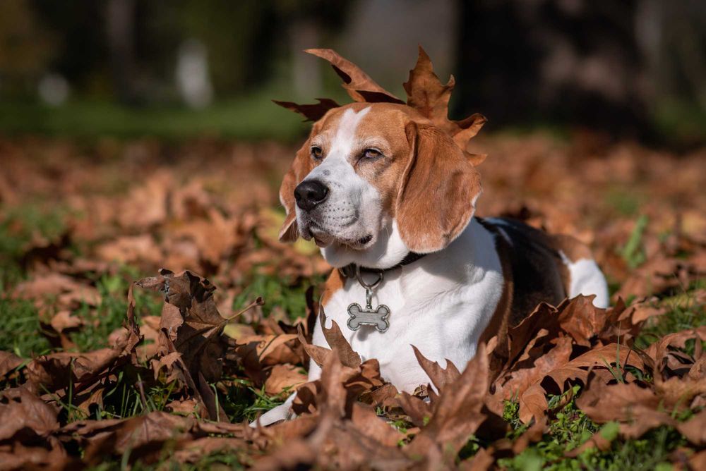 Кучешка Фотосесия