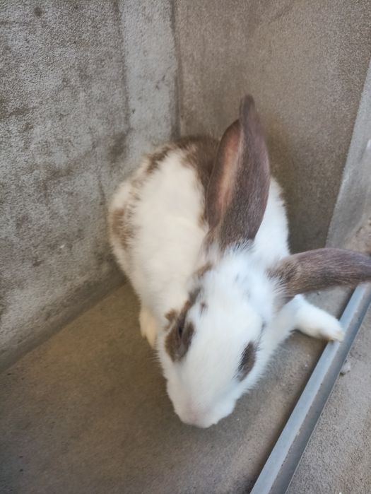 Зайцы 3  месяцние