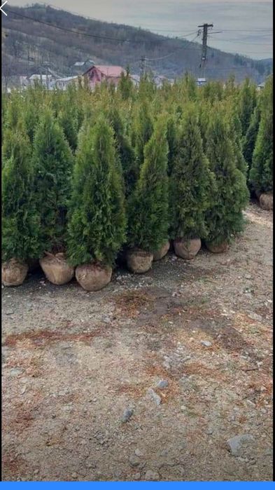 Tuia smarald aclimatizata