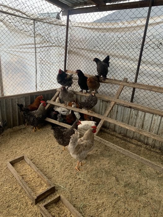 Продается куры петушки