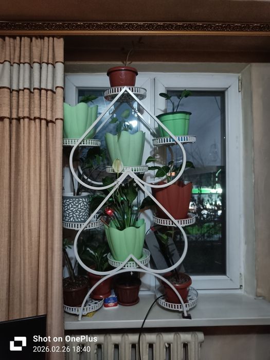 Продается полка под цветы вместе с цветами  , полка почти новая ,