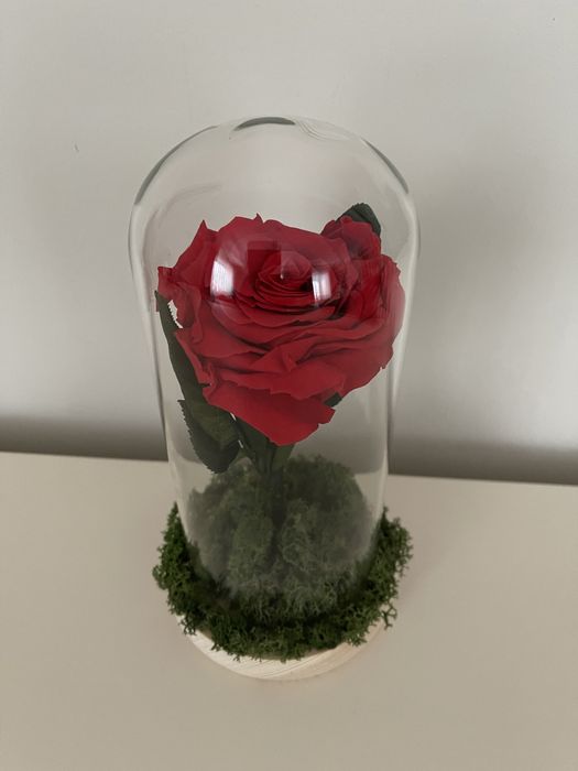 Trandafir criogenat cluj