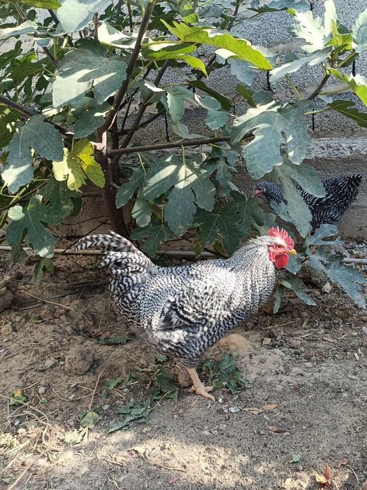 Амрокс балапандары