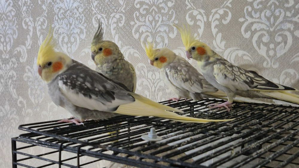Продам попугаев породы Корелла