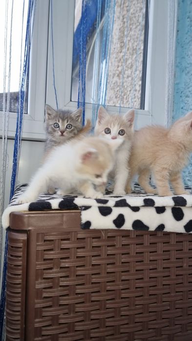 Отдам котят бесплатно