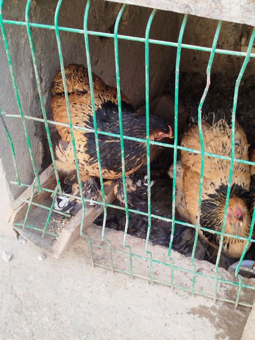 Brama Paliviy-pux 4 dona jojalari