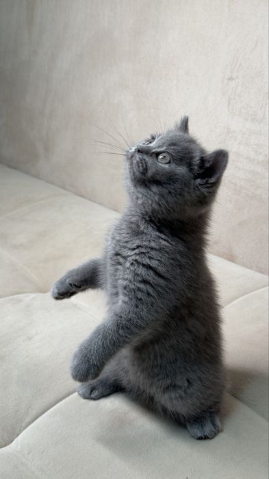 Ikki kishi mast jojani qanday sikishadi