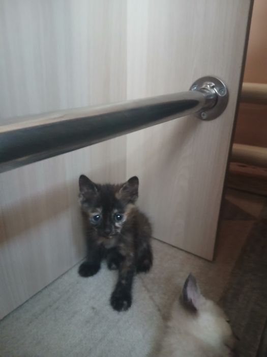 Отдам котят в хорошии руки