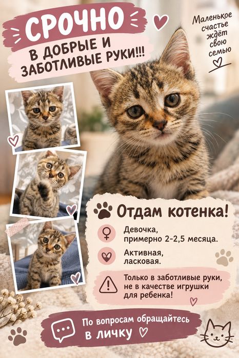 Срочно в добрые руки отдам котенка!!!