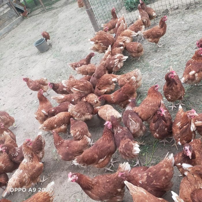 Продам инкубатор