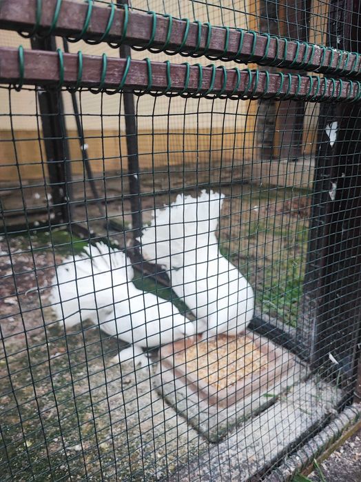 Porumbei voltati maghiari