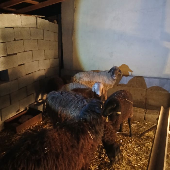 Қой сатам 450 мың