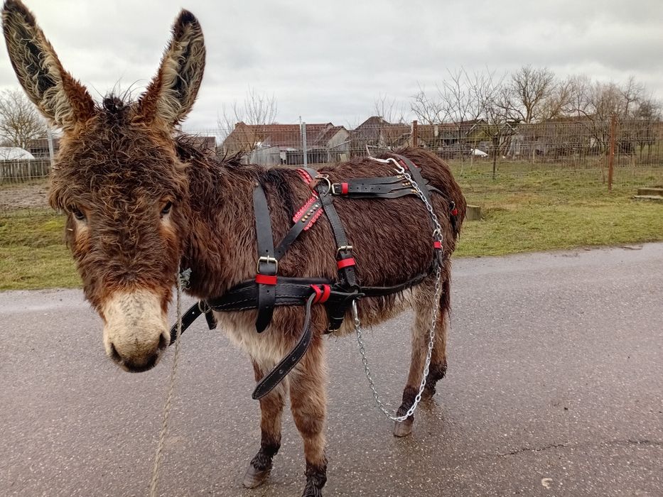 Vând magarita sau schimb cu manza mica