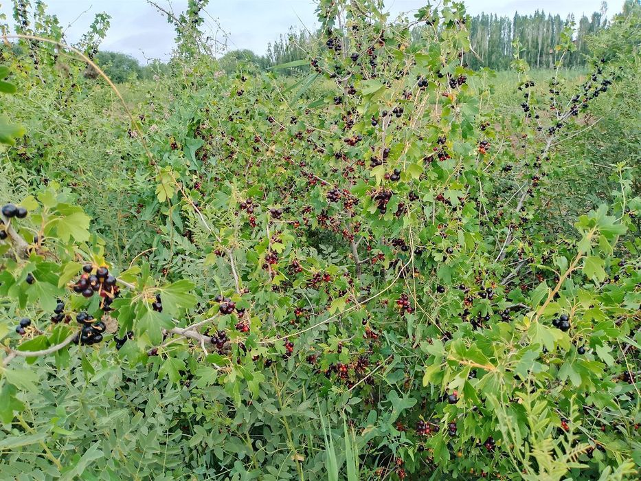 Смородина черная продаеся