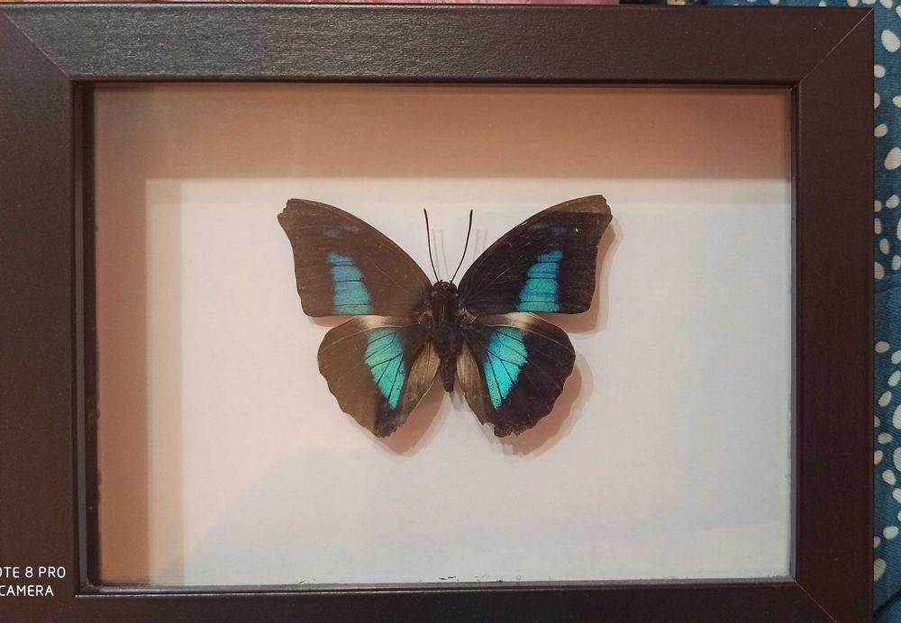 Истински пеперуди - в рамка