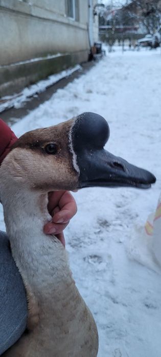 Gascan chinezesc castaniu 2024, gaste chinezesti