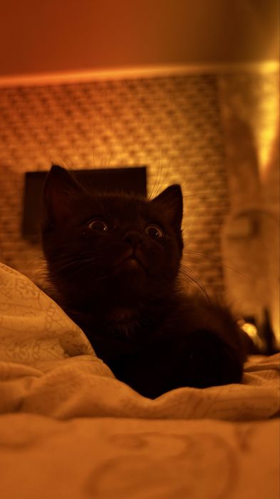 Котенок в ответственные руки