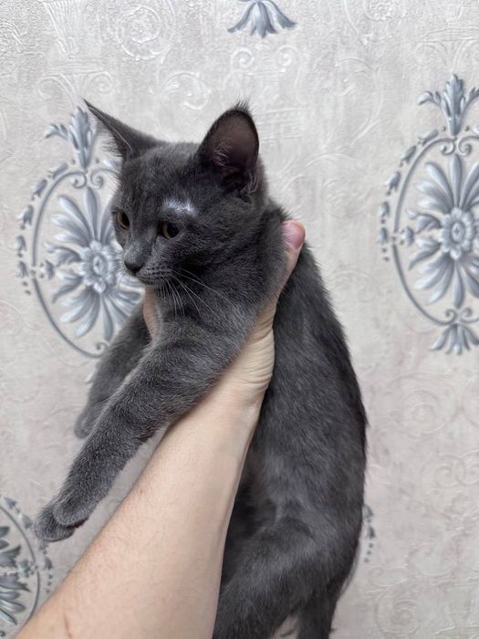 3 oy,scotish straight,latokga ozi boradi
latokga ozi boradi