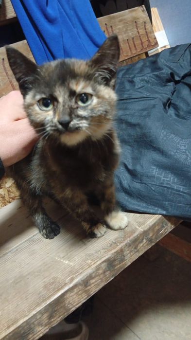 Отдам котенка в добрые руки!