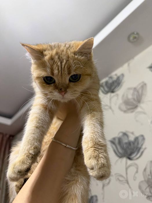 Продам в добрые руки кошку породы шиншилла